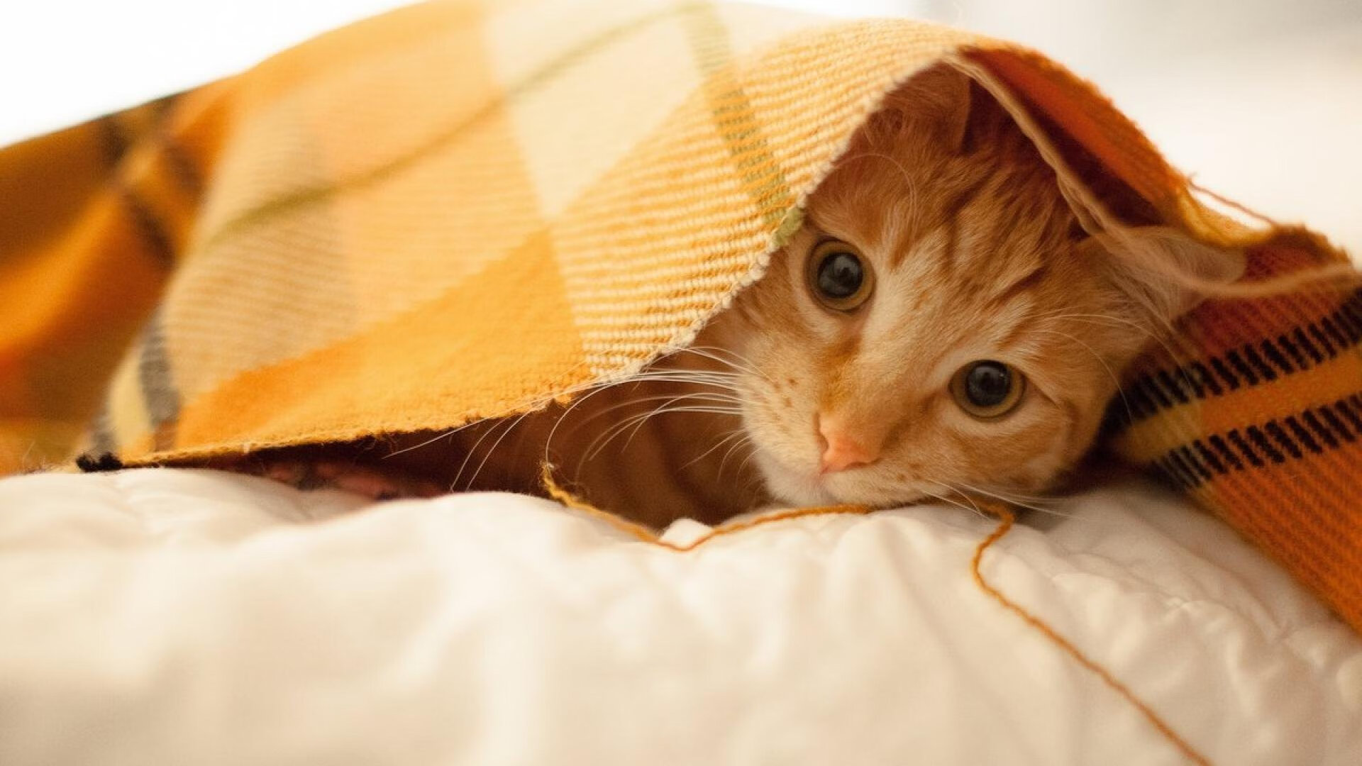 绿茵场上的独行侠，英超争冠焦点战中的节奏掌控艺术